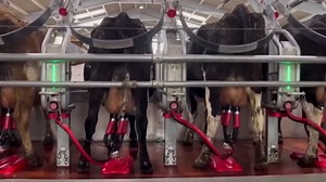 How Does Milk Powder Get Made? Increadible Factory Production Process