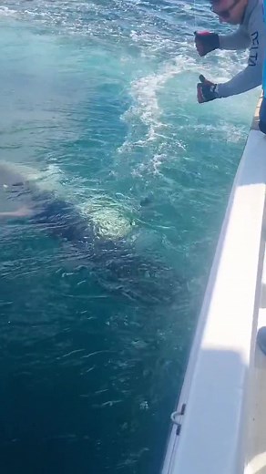 Successful Catch and Release of a Giant Tuna