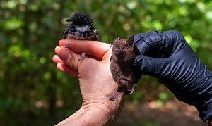 Bat/Bird Census