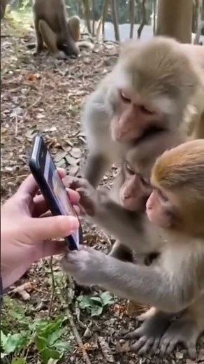 monkey using phone 🐵