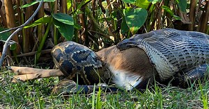Tigerpythons können 60 Kilo Hirsch am Stück schlucken