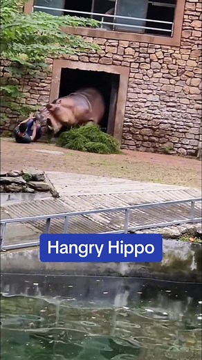 Unseen blooper from ‘Madagascar 2’ 😳 #motomoto #hippo #escape #scary #fyp #shocking