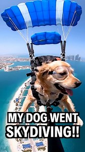 31K views · 157 reactions | I took my golden retriever skydiving...