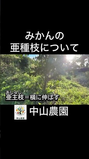 みかんの剪定【亜主枝の剪定】#農業 #みかん #家庭菜園 #剪定 #shorts #ガーデニング