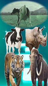 Funny Cow vs Funny Rhinos vs Funny Tiger vs Funny Mammoth Tiles Hop Gaming #tileshop #gaming #funnycow #funnytiger #viralshorts | Hip Hop Gamer