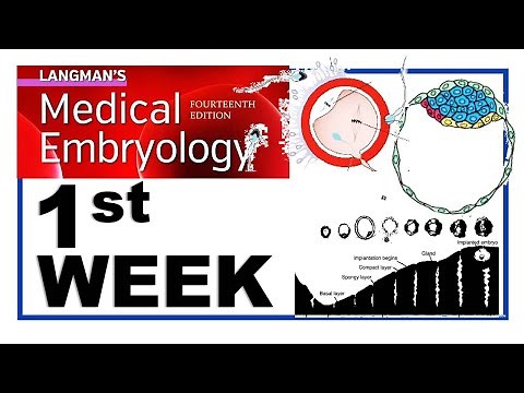 Langman Chapter#3 | First Week of Human Development | Embryology | Dr Asif Lectures