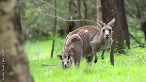 A mother and joey kangaroos in slow motion with a butterfly flying