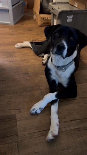 Calhoun County Humane Society, Port Lavaca, Texas on Reels