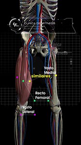 Sentadilla libre y en Smith analizadas con EMG En este video analizamos la sentadilla libre, en smith recta y en smith inclinada. Pudimos encontrar que ninguna variación cambió el enfoque entre ninguno de los músculos que conforman el cuádriceps y que la activación muscular es casi idéntica entre todas las variantes. Observamos que las maquinas son opciones muy viables en cuanto a estabilidad y seguridad para realizar progresivamente la sobrecarga de peso. Pudimos concluir que todas estas varian