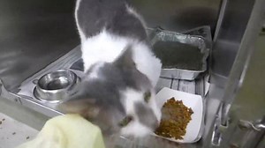 70 reactions · 66 shares | ABBY - ID #A153962 Female / age unknown...