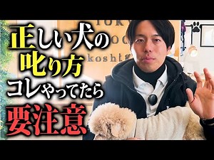 愛犬がお利口になる正しい犬の叱り方5選！プロドッグトレーナー解説