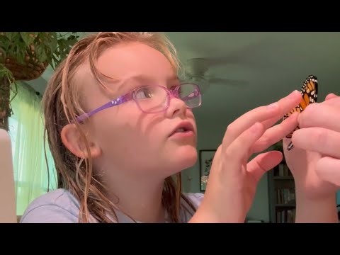 Testing Monarch Butterfly for Ophryocystis elektroscirrha (OE)‪@monarchwatch‬