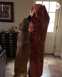 24K views | This dog's reaction to her human surprising her is too pure. | USA TODAY Video | Facebook