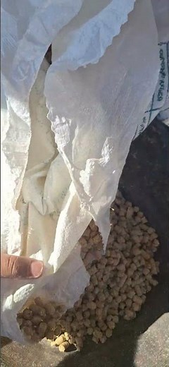 Cow eating with chewing sounds #cow