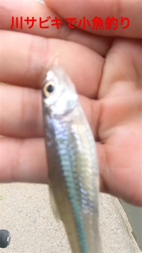 超簡単！！初心者でも釣れる！川で小物用サビキで小魚釣りしてみたら小魚が簡単に釣れました。#shorts #fishing#小魚釣り #サビキ#エサ釣り