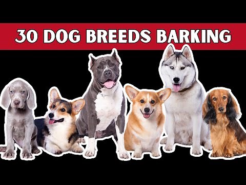 Dogs Barking Sounds | 30 Popular DOG BREEDS!