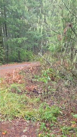 Happy Hunting 😊 come find crystal figures hidden around Oakridge and Westfir Oregon