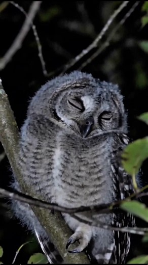 Too sleepy to keep his eyes open… 😴🦉❤️#shorts
