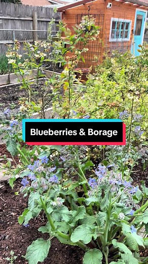 Mike’s Garden (@mikesgarden)’s videos with original sound - Mike’s Garden