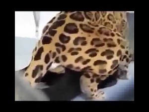 Cat mating Rabbit Funny animal love