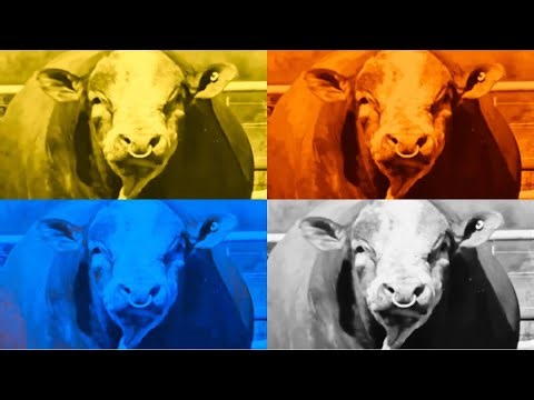 FUNNY COWS. COFFIN DANCE. EXE 4 COLORS 4 MUSIC