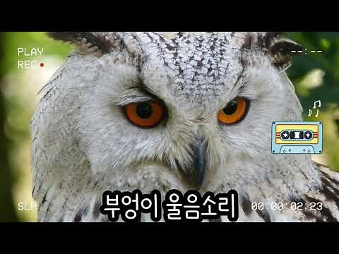 Crying owl