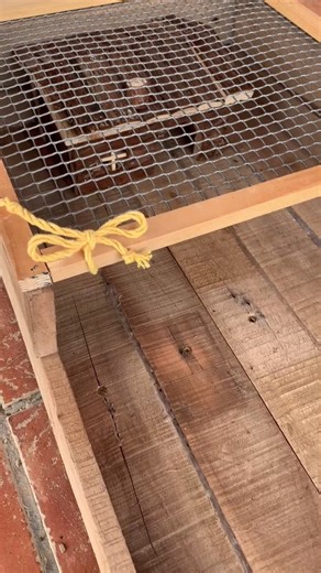 Cómo hacer un terrario para tus tortugas