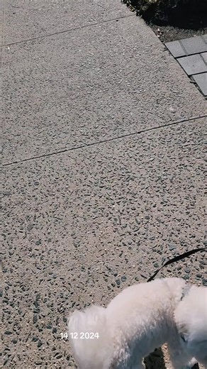 Maria (@mariacastro6039)’s videos with sonido original - Alexander Puma