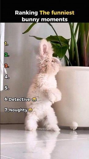 Ranking the Funniest Bunny Moments 🐰😂 | Try Not To Laugh #shorts #funnybunny #rabbit #trynottolaugh