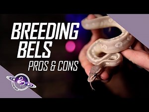 Pros & Cons of Breeding BEL Ball Pythons | Egg to Shed | #ballpython #snake #reptiles #ballpythons