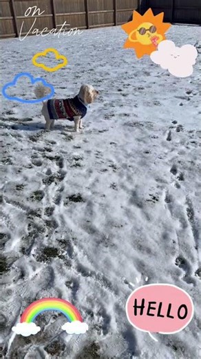 Good morning 😃🌞☀️🥳🤗🥰 #cockapoo #cutedog #have fun