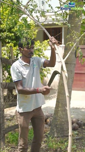 moringa planting method in kitchen gardening