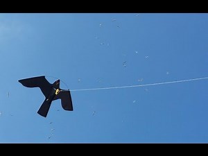 Bird scaring kite for gulls from BTP