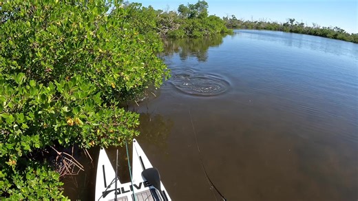 Darn Jack! I wanted that redfish! #fyp #fish #fishing #fishinglife #fishingtiktoks
