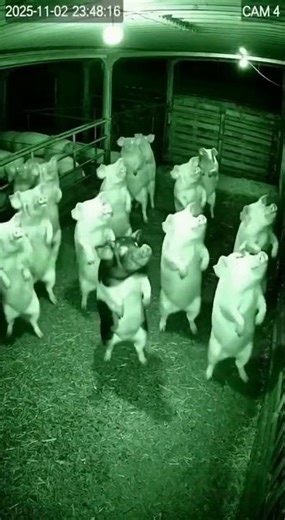 6 ноября 2025 г.