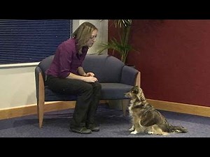 BAT dog training gives amazing results with aggressive dogs (Behaviour Adjustment Training)