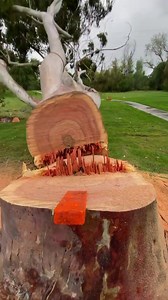 53K views · 699 reactions | #Repost @environmental_tree_service  • • • @baileysonline #treeservice #treeremoval #treetrunk ##treereduction #trees #treelife #redwood #treeequipment #stihlchainsaw #stihl ##treearborist #trees #treeclimber #treeclimbing #treeequipment #treeindustry #woodchipper | Bailey's Outdoor Power Equipment | Facebook