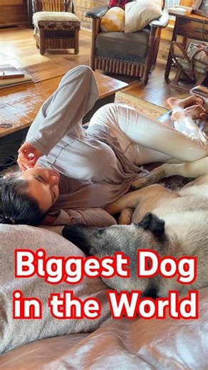 Biggest dog in the world #giantdog #puppy