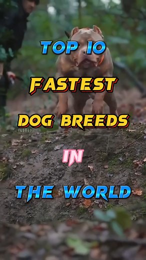 2.4K views · 26 reactions | Top 10 Fastest Dog Breeds In the World  #shorts #top10 #dog | Go Movie | Facebook