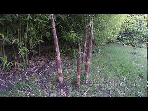 Bamboo visible growing time lapse