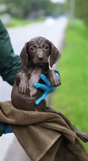 HEARTBREAKING Mud Covered Puppy Rescue! 🥺💔