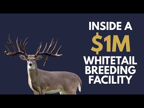 Inside the Whitetail Breeding Program at Union Hill Ranches