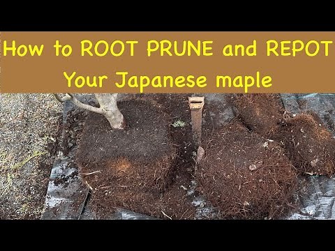 Root pruning and re potting a Container grown Japanese maple tree