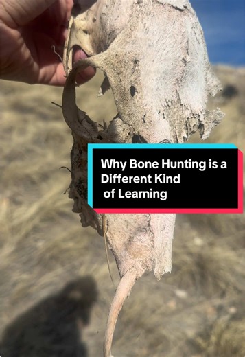 I guess science homework was part of my drag path to becoming obsessed with bones. Looking for an interesting hobby? Get into bone hunting. It really is a different way of learning. #creatorsearchinsights #interestinghobbies #TikTokCreatorSearchInsightsIncentive #outdoorexploration
