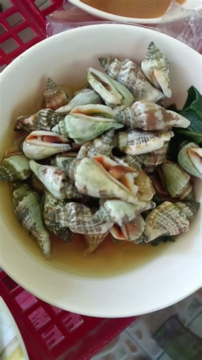 Sea Shell's rich in Iron