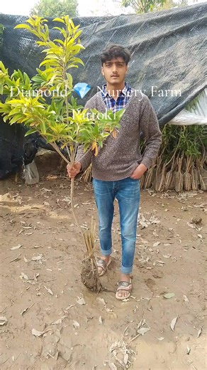 Diamond 💎 Nursery Farm (@diamond.nursery.f)’s videos with Kache Kothe Sidhu - Beet'z Master