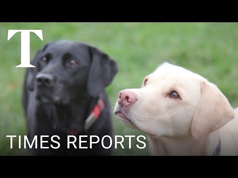 Olive and Mabel: One man and his dogs | Times Reports