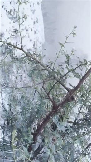 thandha jjada solgar #ytshorts #sots #funny #comedy