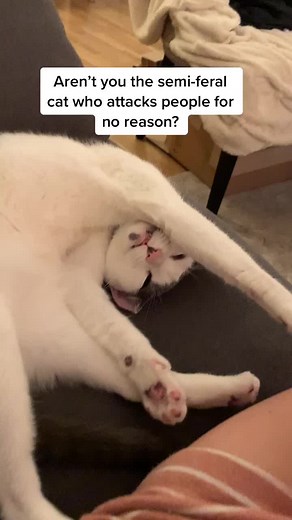 Just Poppy things 🥰 #catsoftiktok #cattok #fyp #foryou #wouldntwannabeanybodyelse