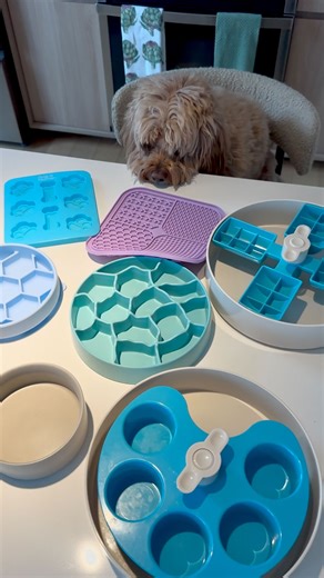 Dog Is Human on Instagram: "Do you wash your dog’s bowl everyday? 識﫧 #dogishuman #dogsofinstagram #doglover #dog #dogs #dogstagram #dogslife #dogsofinsta #dogmodel #dogmom #dogmomlife #doghealth #dogbowls #doglover #doglovers #doglove #dogloversofinstagram #dogloversclub #doglifestyle #dogmomsofinstagram #canine #caninehealth #canineenrichment"